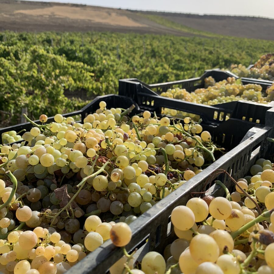 Harvest Grillo, Catarratto e Zibibbo - Manfredi Bianco + Vineyard