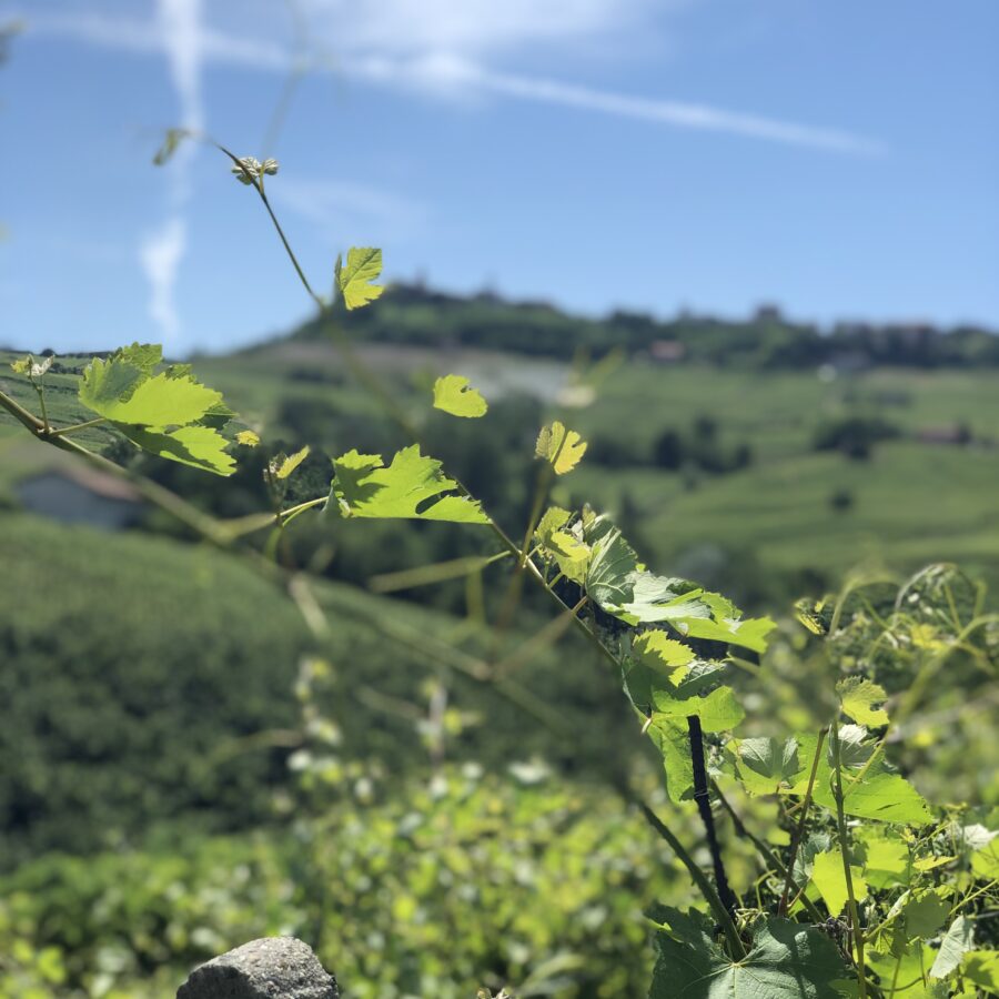 IMG_E6964