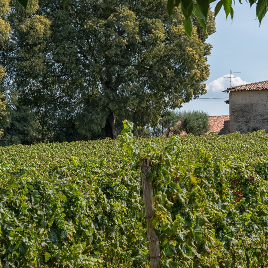 Vigneto