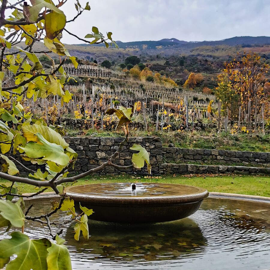 fontana e vigneti