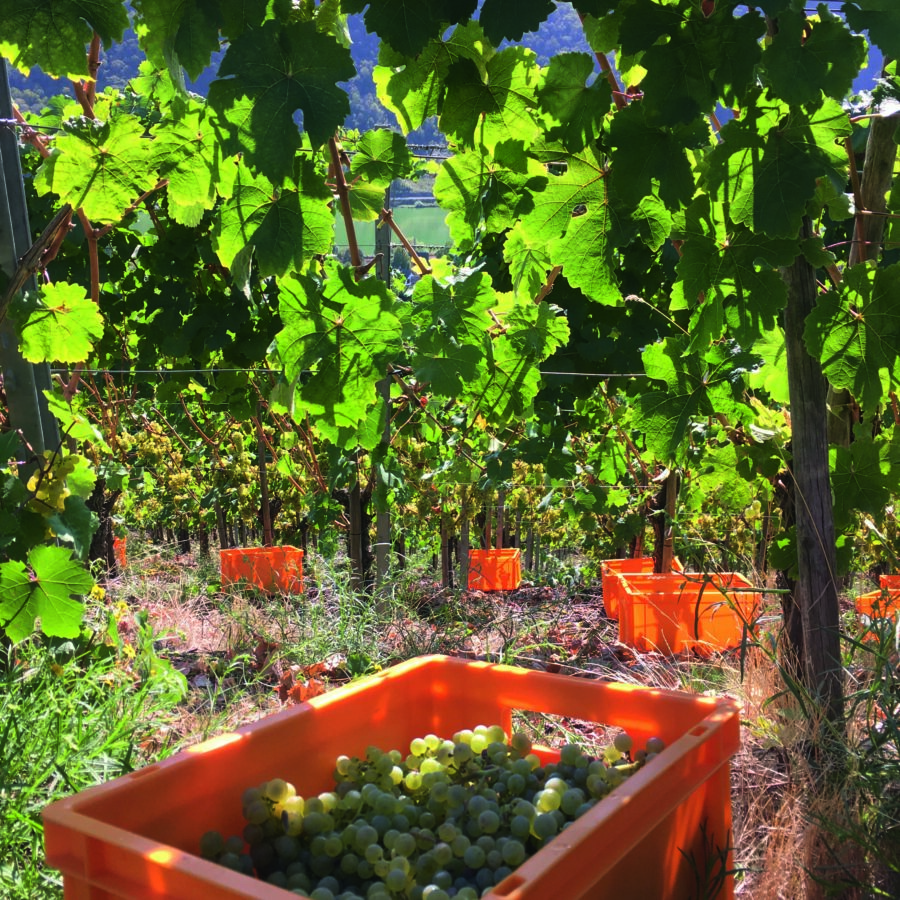 Weingut-Julien-Renard_8