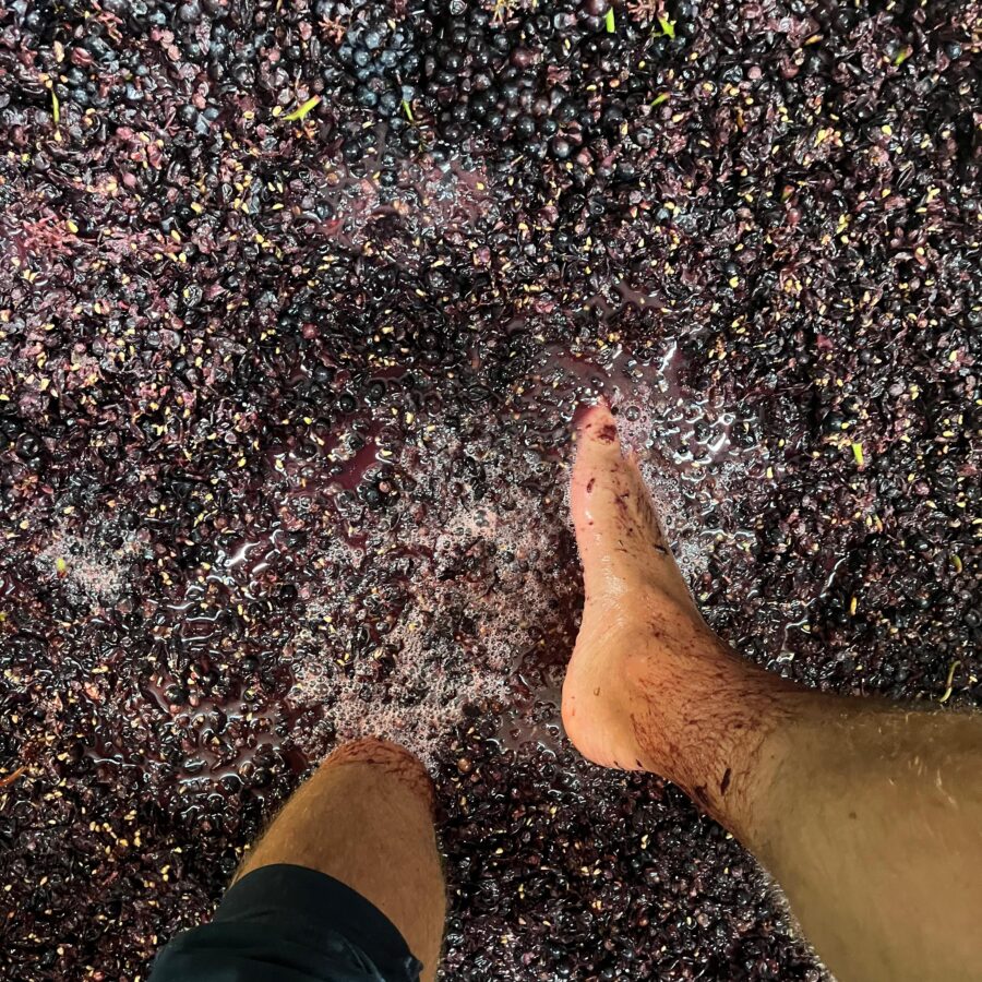 Vendemmia Maffrei
