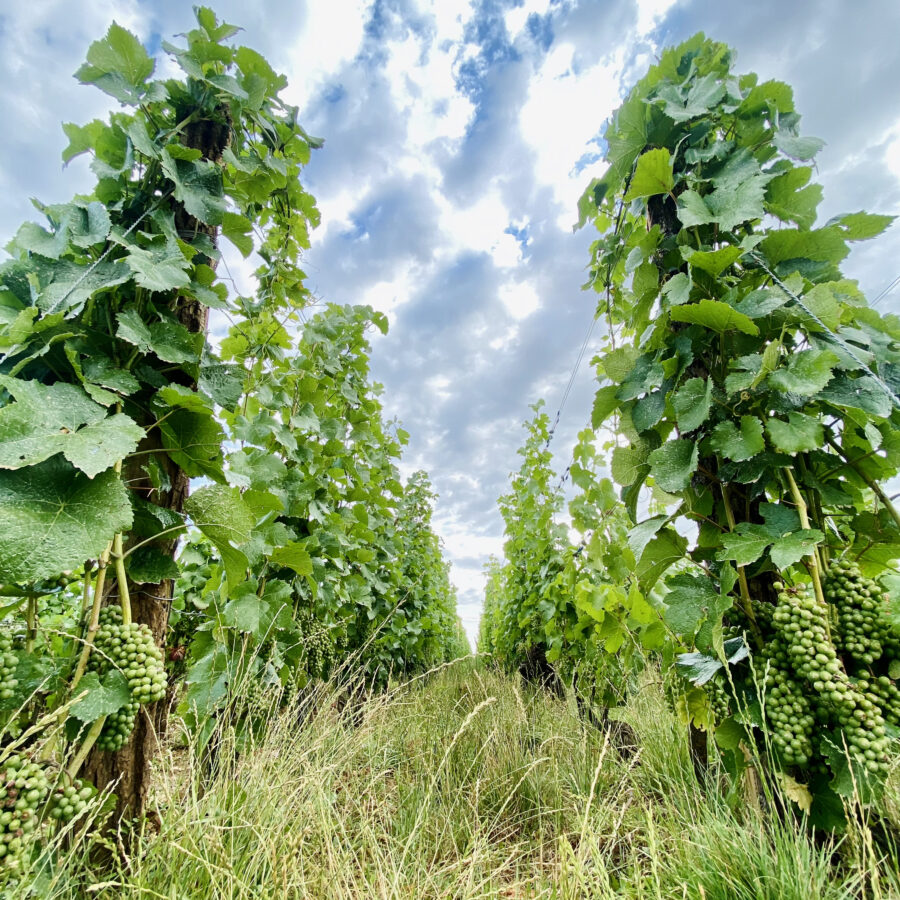 Domaine Pierre-Olivier GARCIA